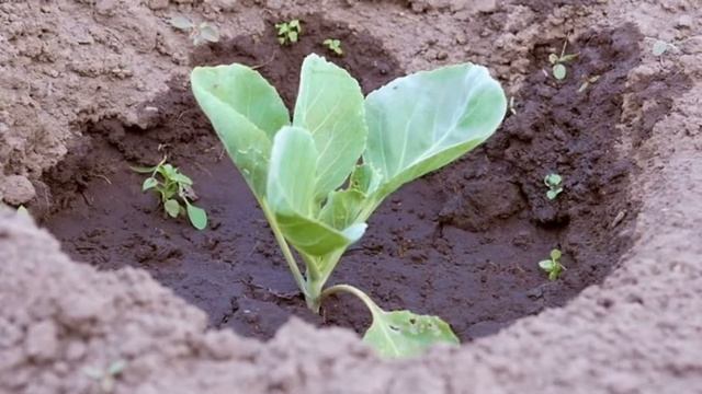 КАПУСТА РИНДА F1 - СРЕДНЕСПЕЛЫЙ ГОЛЛАНСКИЙ ГИБРИД С ДРУЖНЫМ СОЗРЕВАНИЕМ. В РОССИИ С 1993 ГОДА