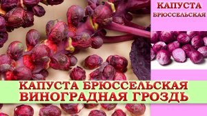 КАПУСТА БРЮССЕЛЬСКАЯ ВИНОГРАДНАЯ ГРОЗДЬ   ПОЗДНЕСПЕЛЫЙ ВЫСОКОУРОЖАЙНЫЙ СОРТ