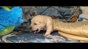 Щенок золотистого ретривера (голдена) мальчик красный ошейник