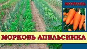 Морковь Апельсинка - сорт для зимнего хранения