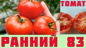ТОМАТ РАННИЙ 83 - РАННЕСПЕЛЫЙ, НИЗКОРОСЛЫЙ, УСТОЙЧИВЫЙ К ПОВЫШЕННЫМ ТЕМПЕРАТУРАМ СОРТ ПОМИДОРОВ