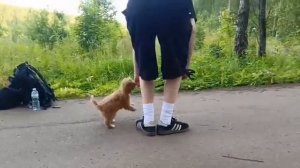 Дрессировка собаки, чтобы не тянул и не оббегал хозяйку! А если бы это был ротвейлер 🤔 40 кг .?