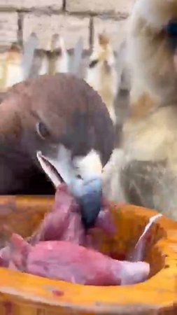 VID_20250731_083815_657.mp4