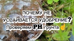 Почему растения плохо растут? Почему желтеют листья у огурцов, томатов? Проверь кислотность грунта!
