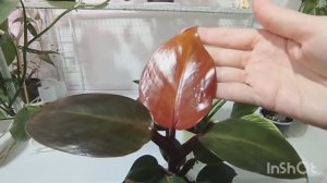 Проблема с листьями.🙄