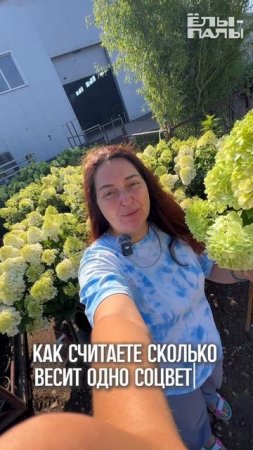 Гортензия Limelight® – роскошь в каждом соцветии! 🌿✨