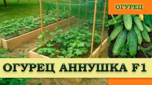 ОГУРЕЦ АННУШКА F1 - популярный, вкусный, высокоурожайный гибрид  Среднеранний с хорошим иммунитетом