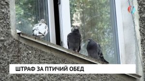 Штраф за птичий обед