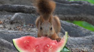 Немного о бельчатах