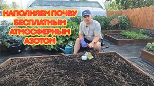 Убрали чеснок Посейте сразу после него горох!