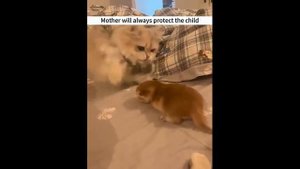 Кошки защищают котят (uu)