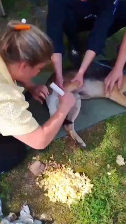🐶В Серпухове к воротам спасателей пришел раненый пес🐶