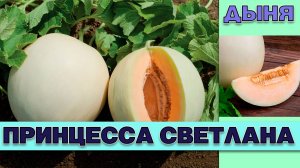 ДЫНЯ ПРИНЦЕССА СВЕТЛАНА - РАННЕСПЕЛАЯ УСТОЙЧИВАЯ К НЕБЛАГОПРИЯТНЫМ ПОГОДНЫМ УСЛОВИЯМ