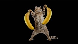 Я милый неправда ли?Коты стали каноном моего канала! 🐱