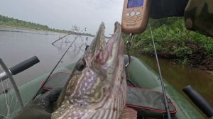 🔺️🎣ЗАВЕС🎣🔺️fishing#туризм#природа#ловля#рыбалка#щука#ловлящуки#ночевка#Чулым#река#спиннинг