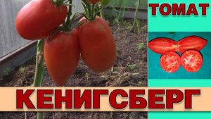 ТОМАТ КЕНИГСБЕРГ - ВЫДЕРЖИВАЕТ ХОЛОДА, ЗАСУХУ И ВСЕВОЗМОЖНЫЕ КАПРИЗЫ ПРИРОДЫ