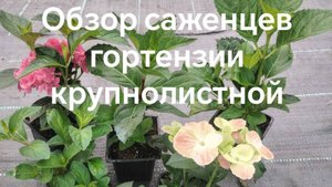 Обзор саженцев крупнолистной гортензии на продажу.