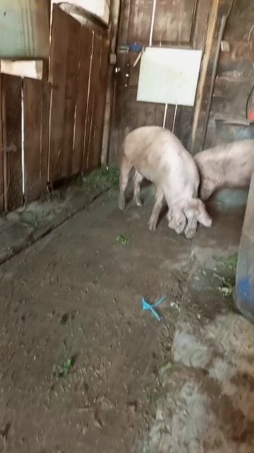 Весёлая компашка 🤗 покупали у меня весной на племя #андрейипоросята смотреть онлайн