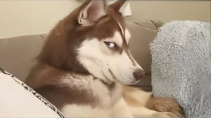 Когда хаски — это на 99% драма с пустым разумом 🤣