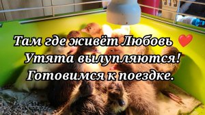 Утята вылупляются! Готовимся к поездке./31