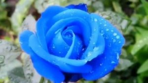 Мантра гармонии, спокойствия, счастья и мандалы. 🌹💥