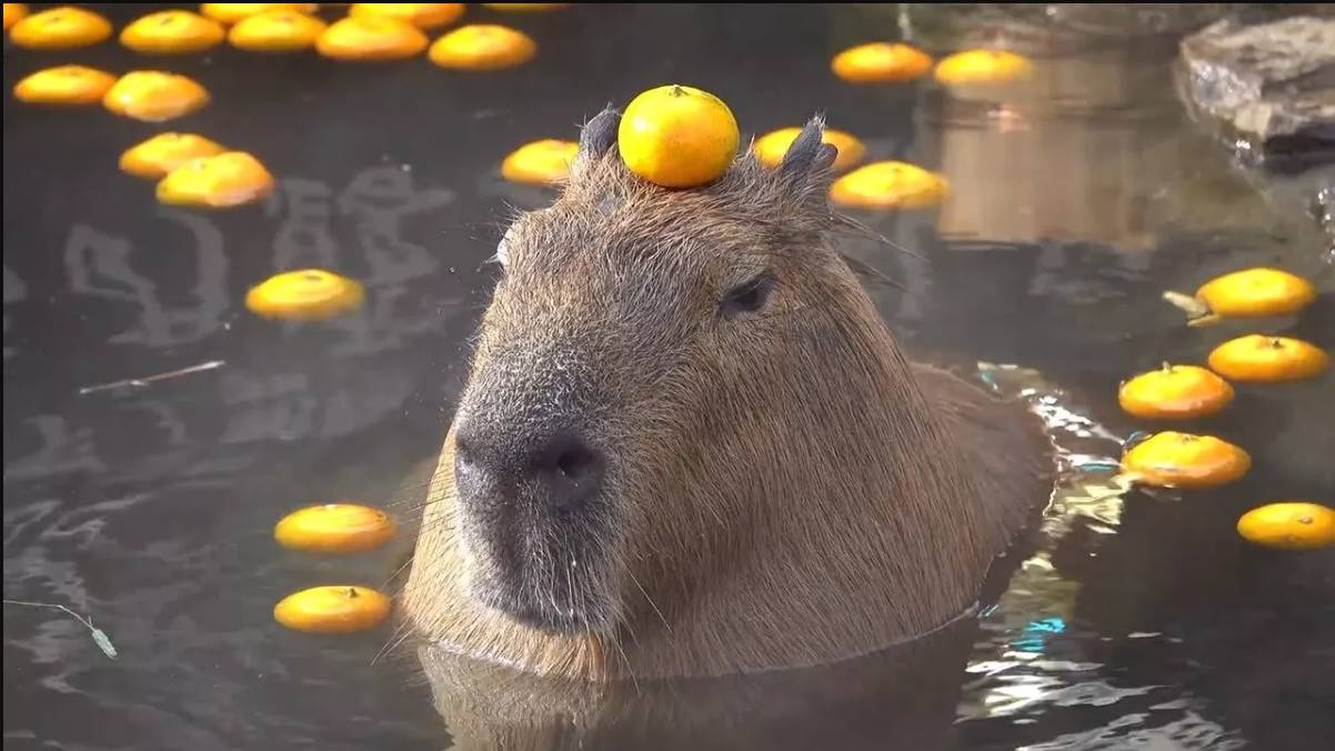 какибара