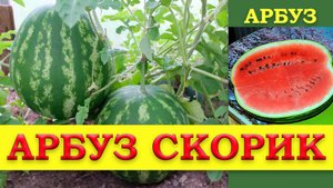 АРБУЗ СКОРИК - РАННЕСПЕЛЫЙ СОРТ С ОЧЕНЬ СОЧНЫМИ САХАРНЫМИ АРОМАТНЫМИ ПЛОДАМИ