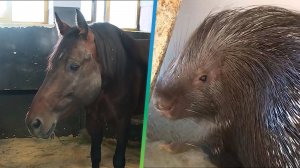 Государственный цирк Кыргызстана распродает часть своих животных