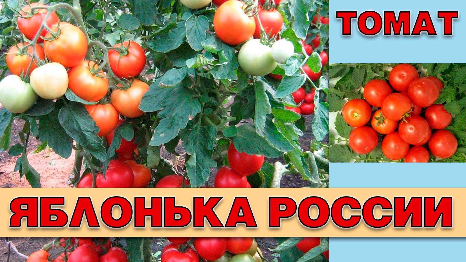 ТОМАТ ЯБЛОНЬКА РОССИИ - РАННЕСПЕЛЫЙ ПОПУЛЯРНЫЙ НЕПРИХОТЛИВЫЙ ШТАМБОВЫЙ СОРТ ДЛЯ ЗАСОЛКИ И НЕ ТОЛЬКО смотреть онлайн