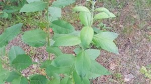 Roblox ОПАСНАЯ ВЕРХОВАЯ ЕЗДА