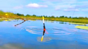 СУТКИ С ПОПЛАВКОМ НА РЫБАЛКЕ!!! Конец июля начало августа!