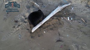 Бурый медведь в заповеднике "Курильский"