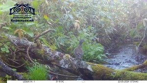 Мандаринка (Aix galericulata)