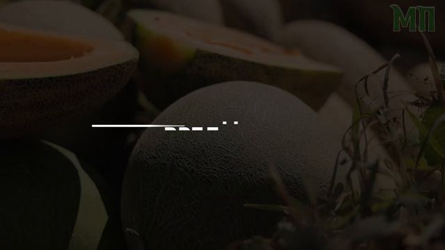 ДЫНЯ - ПОЛЬЗА И ВРЕД АРОМАТНАЯ ВКУСНАЯ ДЫНЯ. ВКУС И СЛАДОСТЬ КОТОРОЙ НЕ ОСТАВЛЯЕТ РАВНОДУШНЫХ