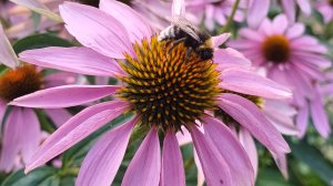 Дачные зарисовки☀️🍏🌶