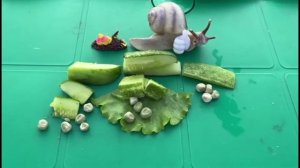 2 тур соревнований среди улиточек Мюллер