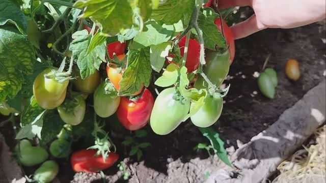 382 Томаты сорта"комнатный сюрприз" в теплице на 14августа. Обзор томатов.