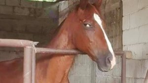 Самые смешные видео с ЖИВОТНЫМИ за март заставили меня смеяться так, как я не смеялся уже много лет!