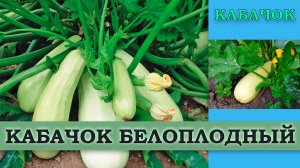 КАБАЧОК БЕЛОПЛОДНЫЙ - СКОРОСПЕЛЫЙ НЕПРИХОТЛИВЫЙ ЗАСУХОУСТОЙЧИВЫЙ СОРТ