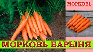 МОРКОВЬ БАРЫНЯ - СКОРОСПЕЛЫЙ ВЫСОКОУРОЖАЙНЫЙ УСТОЙЧИВЫЙ К ЦВЕТУШНОСТИ СОРТ