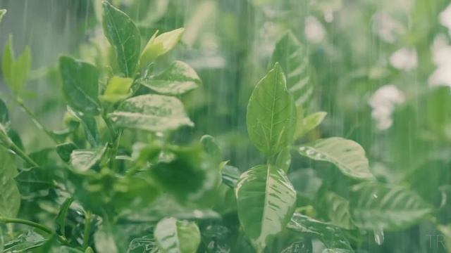 🌧 Звуки дождя