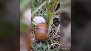 Природа после дождя в лесу.