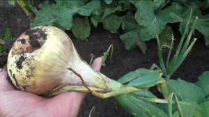 Уборка лука Эксибишен