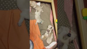 Продаются Щенки золотистого ретривера