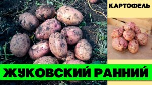 КАРТОФЕЛЬ ЖУКОВСКИЙ РАННИЙ - ЗАСУХО И ХОЛОДОУСТОЙЧИВЫЙ, НЕ РАССЫПЧАТЫЙ ПРИ ВАРКЕ РАННЕСПЕЛЫЙ СОРТ