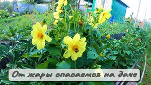 ОТ ЖАРЫ СПАСАЕМСЯ НА ДАЧЕ