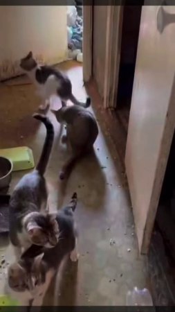 🐈Хозяйка 20 кошек не смогла справиться с питомцами и обратилась за помощью к зоозащитникам🐈