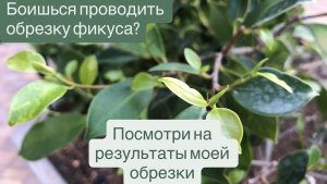 Видео мотивация к обрезке и формированию фикуса