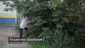 «Серый, найдись»! Сотни жителей Королёва объединились в поисках пропавшей собаки