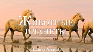 Животные планеты HD - Живописный Фильм о Дикой природе с Вдохновляющей Музыкой